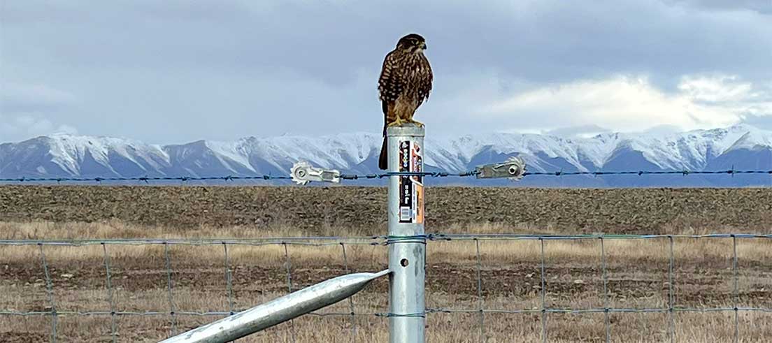 <p><span>A Kārearea/New Zealand falcon purging on the newly erected wallaby control fence</span></p>