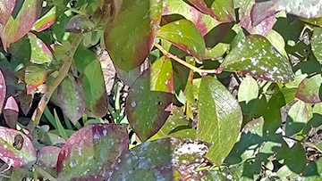 Asbestos fibres on garden plants