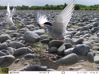 Photograph of black-fronted tern with wings expanded. 