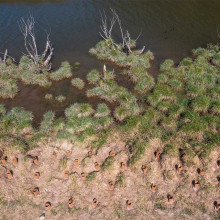 Saltwater creek planting