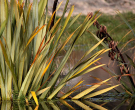 Plant 0007 flax refelction 2 IMG 5405