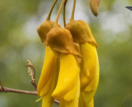Tui on Kowhai tree 2480649845