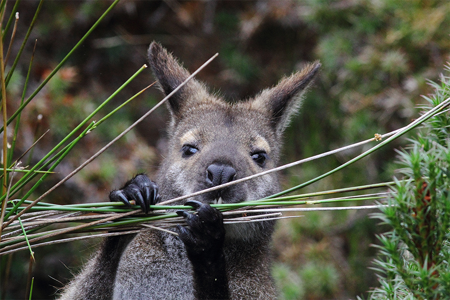 Why wallabies are a pest Environment Canterbury