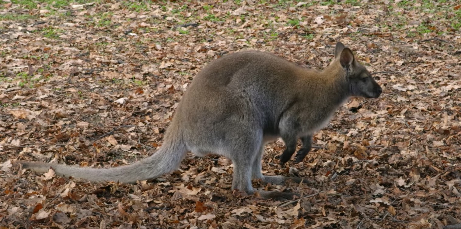Wallaby from video