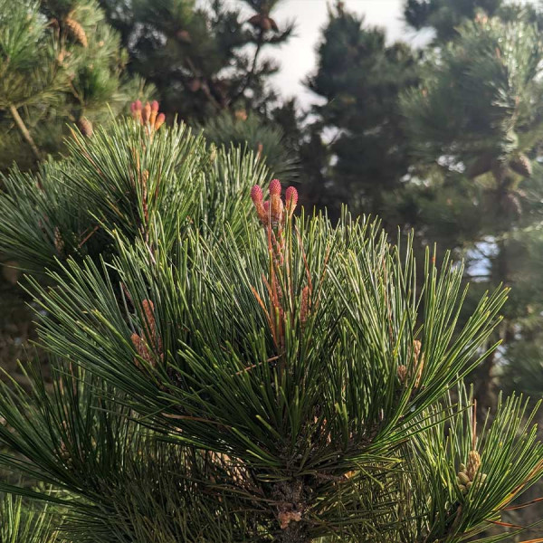 Bishops pine (Pinus muricata)