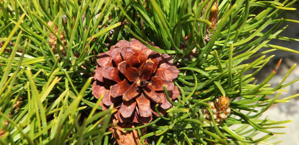 Contorta (lodgepole) pine