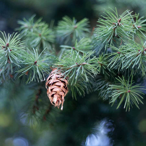 Douglas fir/Oregon pine (Pseudotsuga menziesii) 