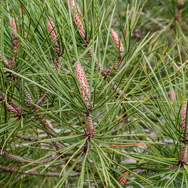 Maritime pine (Pinus pinaster) 