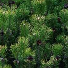 Mountain pine Pinus mugo
