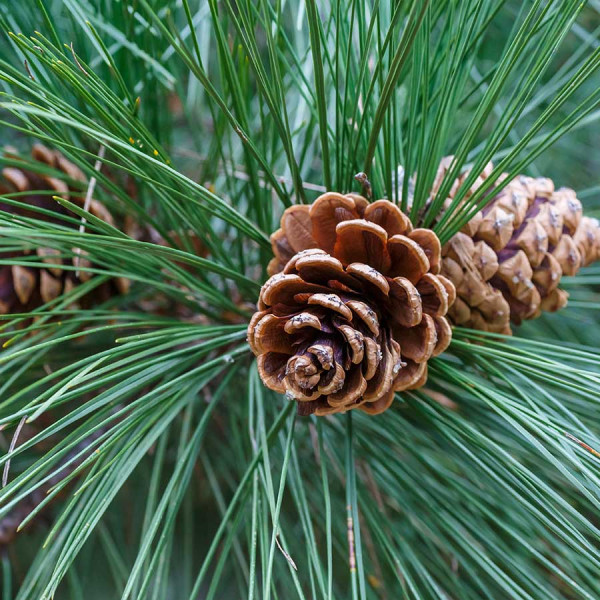Corsican pine (Pinus nigra) 