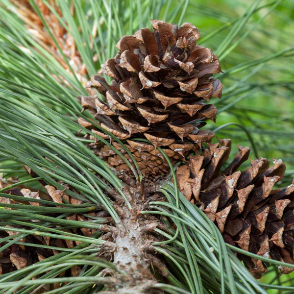 Ponderosa pine (Pinus ponderosa) 