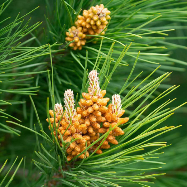 Radiata pine (Pinus radiata) 