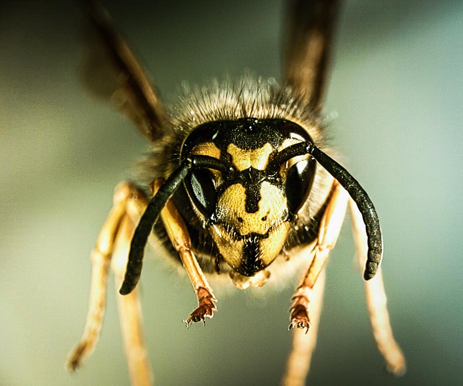 Managing animal pests Environment Canterbury