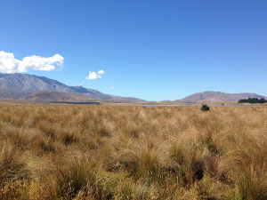  Cameron Fan, lake Heron is an example of a red tussock fen. Red tussock and bog rush fens can be found in Canterbury’s high-country basins.