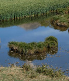 Greenburn wetland v2
