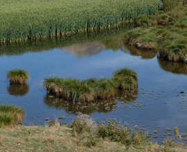 Greenburn wetland v2