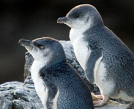 biodiversity snapshots penguins