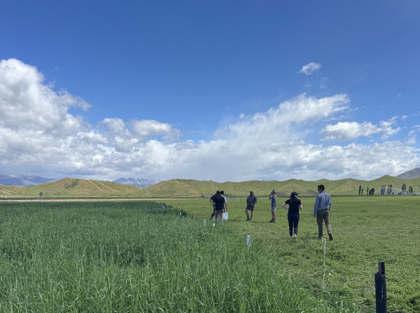 Catch crops at the sheep station (350 metres above sea level) in Upper Waitaki