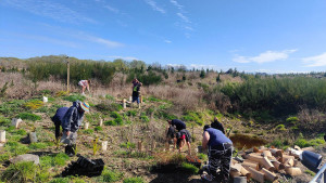 Volunteers planting at Tūhaitara Coastal Park