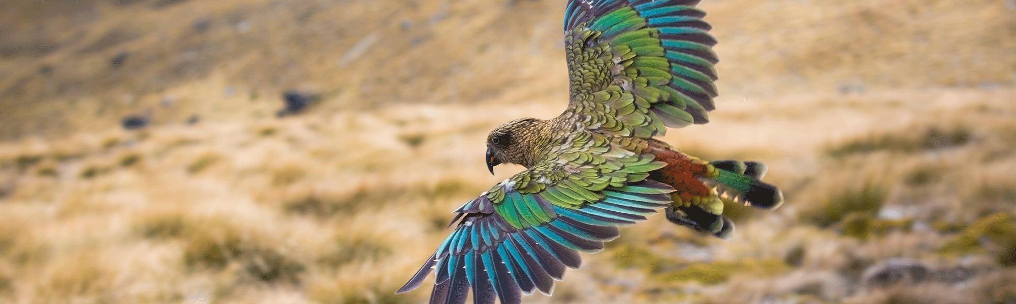 Consent search Environment Canterbury