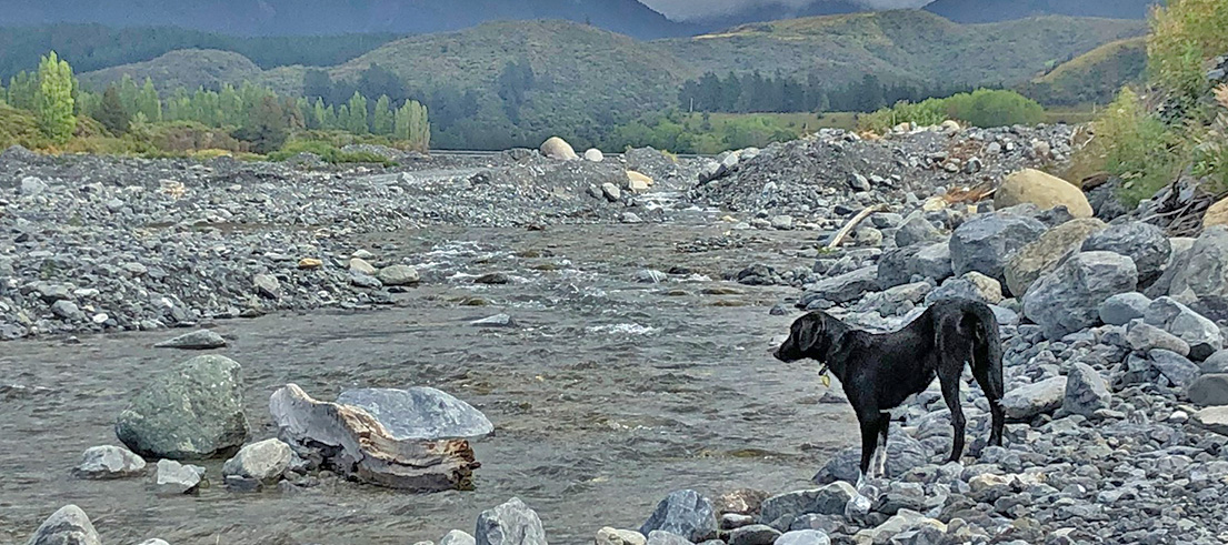 Dog in river2
