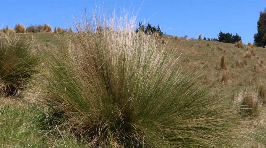 Nassella tussock is an invasive grass that is spreading in Waitaha.