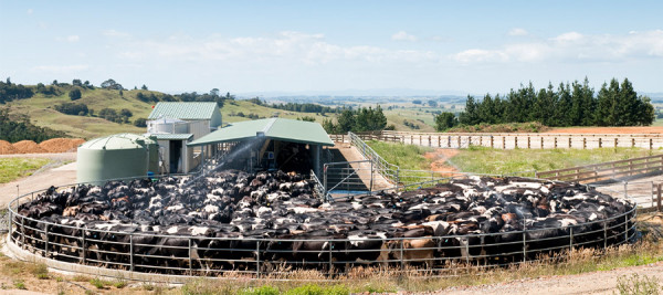 Feedlots and stockholding, dairy cows in feedlot barn