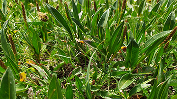 Sow plantain in pasture