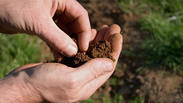 Soil nitrogen testing