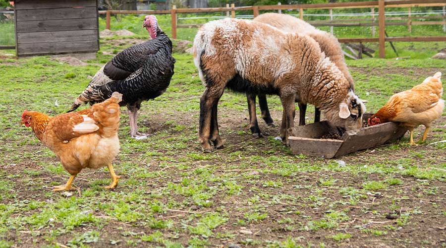 Lifestyle blocks Environment Canterbury