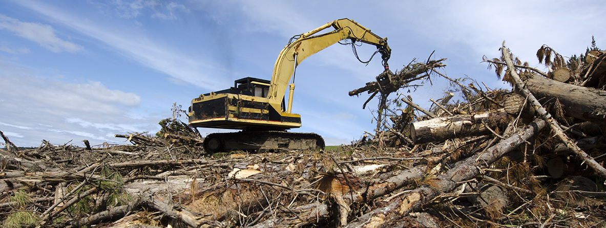 A digger stands amidst felled trees, lifting logs