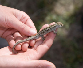 Biodiversity fund