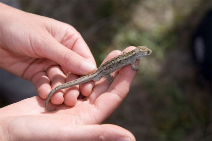 Biodiversity fund