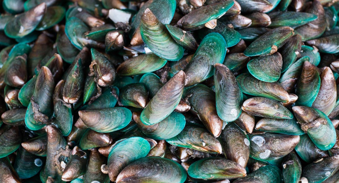 Health warning lifted for marine biotoxin shellfish in Akaroa Harbour