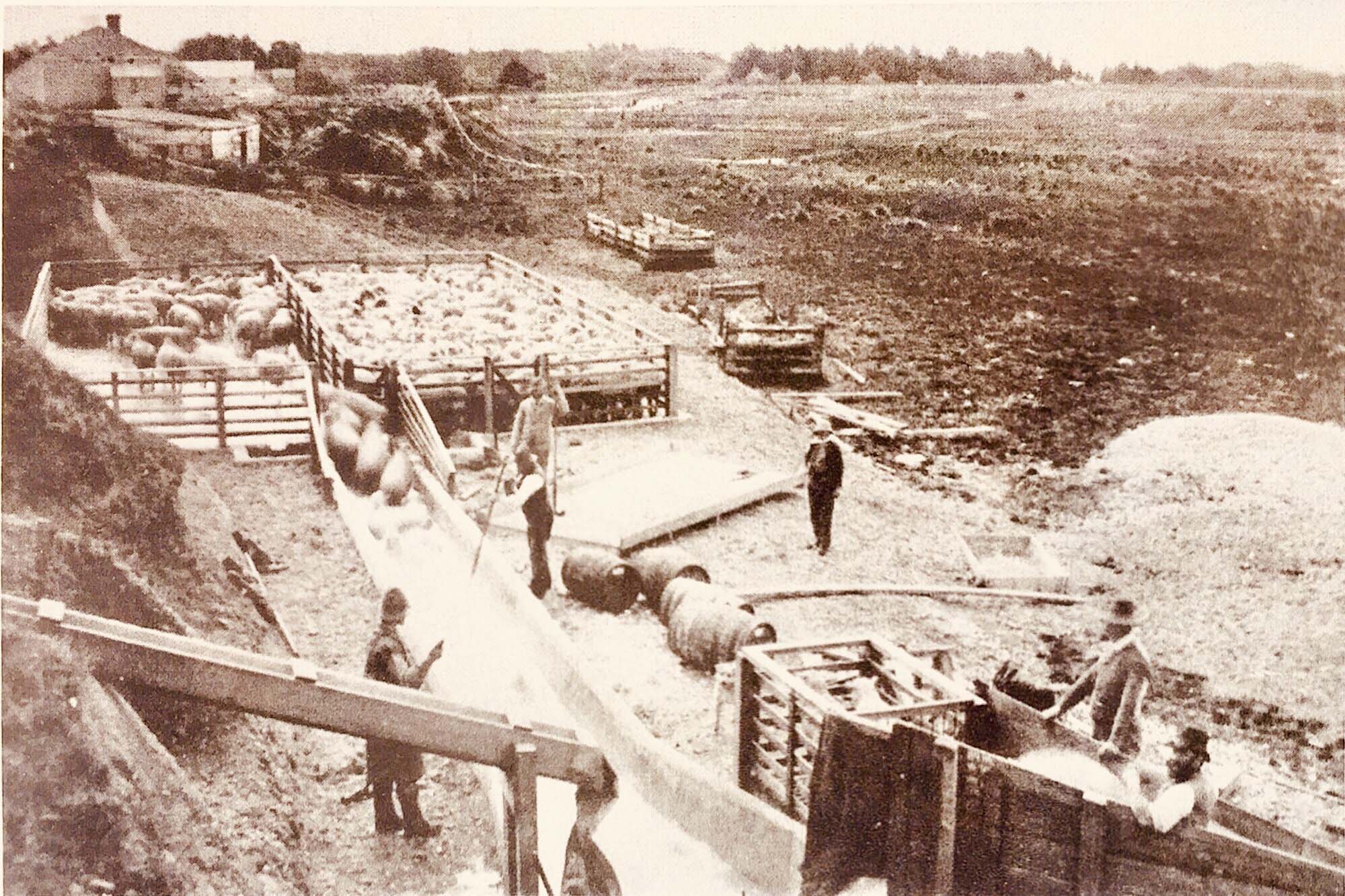 Chemical legacy of sheep dips in North Canterbury Environment Canterbury