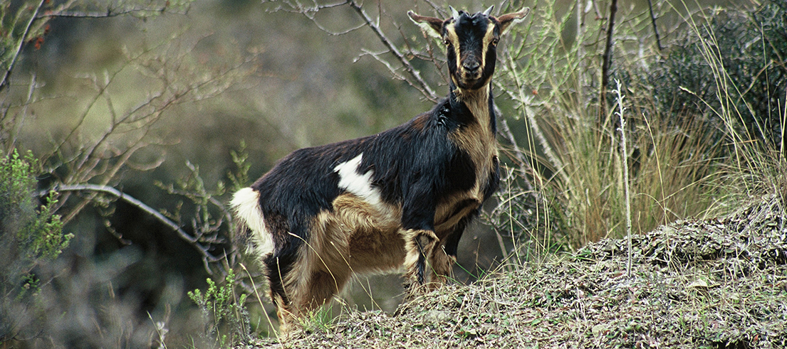 Ecan news story New rules introduced to manage feral goats