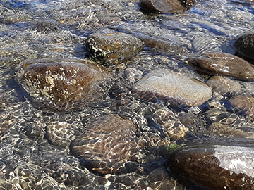 Cyanobacteria appears on rocks