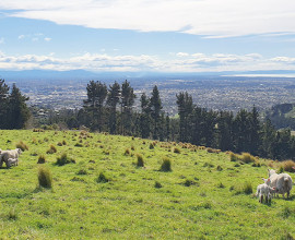 sheep on Port Hills