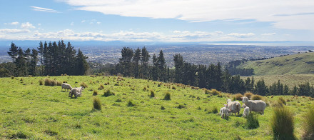 sheep on Port Hills