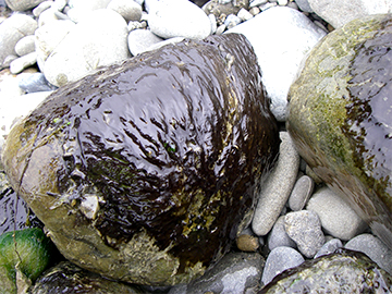cyanobacteria on a rock