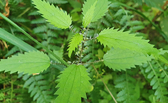 At risk - declining swamp nettle