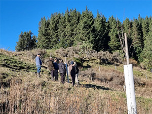 Members of the North Canterbury Farm Forestry Group take part in a poplar pole planting event at Mt Cass Station near Waipara in Hurunui.