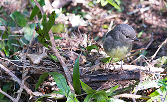 South Island robin photographed by Heath Melville 