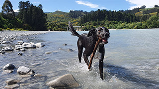 Dog in river