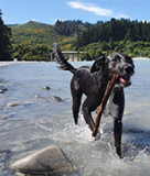 Can I swim here dog in river