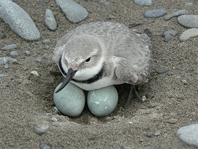 Wrybill sitting on nest
