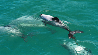 Hector’s dolphin jumping out of water