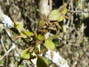 Pygmy mistletoe (Korthalsella clavata and Korthalsella lindsayi),