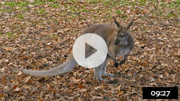 Watch our video on the Bennett's wallaby problem