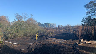 Taken immediately after the fire, this photo shows some of the damage caused to the wetland.
